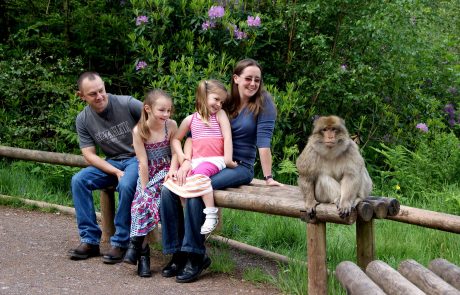 Monkey Forest lifetsyle